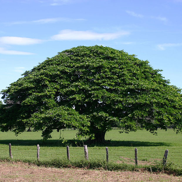 El Árbol de Guanacaste